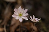 PICT2557s.jpg